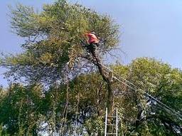 Tree Felling