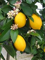 Lemon Trees