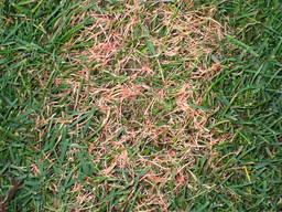 Grass Disease