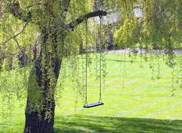 Choosing the perfect trees to bring your garden to life