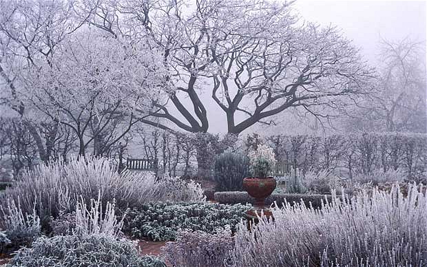 How to care for your trees in winter