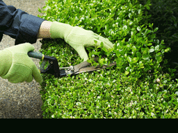 Top tips for beginners in tree surgery