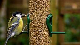 How to attract birds to your garden