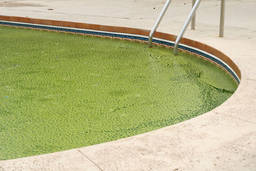 Top tips for controlling swimming pool algae