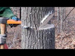 Tree cutting