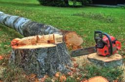 How to Choose the Best Tree Felling Contractor