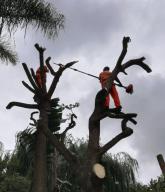 Why Tree Felling is Important?