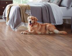 Pet-Friendly Carpet and Fabric Protection Strategies