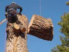 The Best Time to Tackle Tree Cutting: A Guide for South African Homeowners