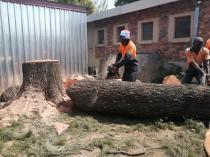 Exclusive Tree Removal Special Offer in Pretoria! 10% Discount Waterkloof Glen Tree Cutting , Felling &amp; Removal _small