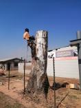 Exclusive Tree Removal Special Offer in Pretoria! 10% Discount Waterkloof Glen Tree Cutting , Felling &amp; Removal 4 _small