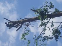 CRAIG&#039;S TREE FELLING Central Westville Tree Cutting , Felling &amp; Removal _small