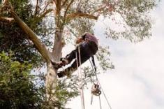 pam garden services Randburg CBD Garden & Landscaping Contractors & Services 4 _small