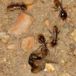 Summer special Melrose Pest &amp; Termite Inspections 3 _small