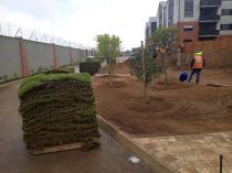 INSTANT LAWN WINTER 10 % OFF Centurion Central Garden & Landscaping Contractors & Services 3 _small
