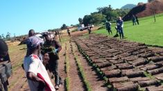 Year End Special Tree Felling Discount Muizenberg Tree Cutting , Felling &amp; Removal 3 _small