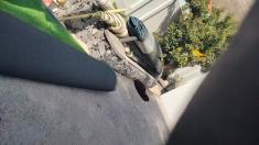 Year End Special Tree Felling Discount Muizenberg Tree Cutting , Felling &amp; Removal 2 _small