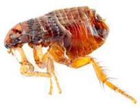 Worried about pests in your home call us Wynberg Infestation &amp; Fumigation 3 _small