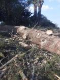 Black Friday Discount Northcliff Land Clearing 4 _small