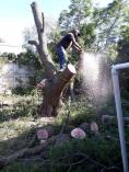We do TREE felling services, Stump Removal TREE trimming garden cleaning Cape Town Central Tree Stump Removal &amp; Grinding 3 _small
