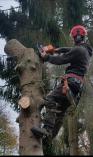 Tree felling services, landscaping, Grass cutting, Garden Services Cape Town Central Tree Cutting , Felling & Removal 4 _small