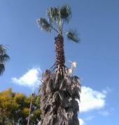 Palm Cutting - Tree Felling Pretoria