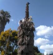 Tree Felling Pretoria