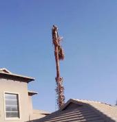 Tree Removal - Tree Felling Pretoria