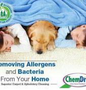 ChemDry Professional Carpet Cleaners East London East London Central Carpet Cleaning & Dyeing 3_small