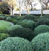 tree pruning nd hedge cutting