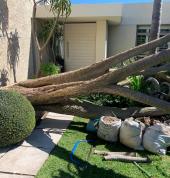 tree cutting and clearing