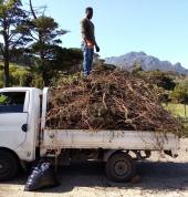 clearing and landscaping