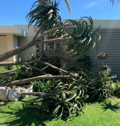 tree cutting and clearing