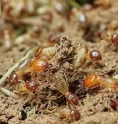 011 Pest Control Booysens Pest Control Contractors & Services 1_small