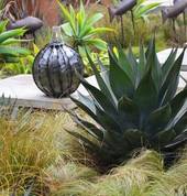 Water wise and frost hardy plants