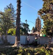 tree felling milnerton cape town