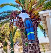 palm tree pruning century city