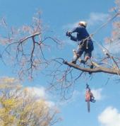 Green bus tree felling and rubble removal Bryanston Tree Stump Removal & Grinding 1_small