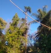 Green bus tree felling and rubble removal Bryanston Tree Stump Removal & Grinding 2_small