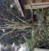 EPDS TREE SERVICE Pretoria Central Tree Cutting , Felling & Removal 1_small