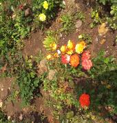 Ally's Nursery and Landscapes designs Durban North CBD Garden & Landscaping Contractors & Services 1_small