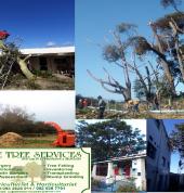 Cape Tree Services Barrydale Arborists & Tree Surgery 2_small