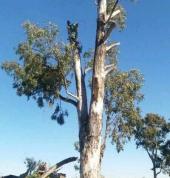 Tree cutting and removal