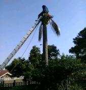 Palm tree trimming and cutting