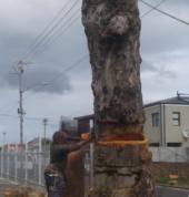 Cutting of a tree in Western Cape - Tree felling