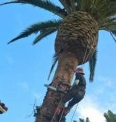 Tree Felling Services in the Western Cape