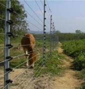 Ignite Access Control and Services Stellenbosch CBD Electrical Fences 4_small