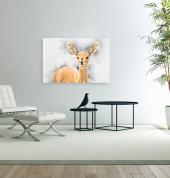 Steenbok watercolor vanvas print