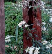 Scapeman Landscaping Cape Town Central Garden Landscapers & Designers 4_small