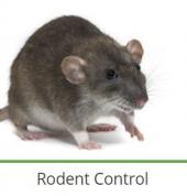 The Specialists Pest Control Johannesburg City Randfontein CBD Pest Control Contractors & Services 1_small